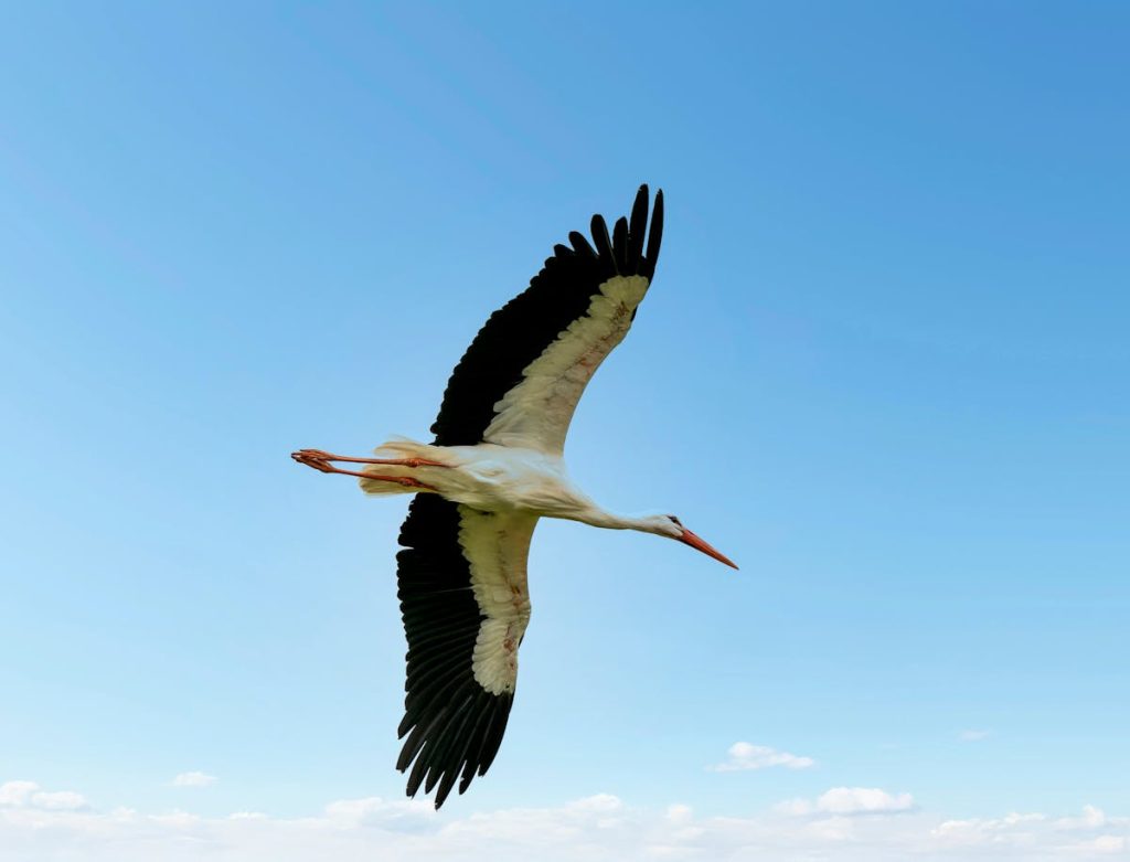 10 Birds With Black Bodies and Yellow Beaks